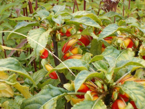 Impatiens niamniammensis Kongolieschen oder Papageienpflanze