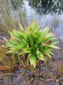 Bild 2 von Helonias bullata, Moorlilie, Helonie