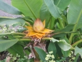 Bild 2 von Musella lasiocarpus Tibetbanane Lotusbanane