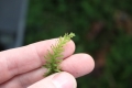 Bild 2 von Mnium hornum Schwanenhals-Sternmoos  Moospflanze