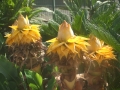 Bild 4 von Musella lasiocarpus Tibetbanane Lotusbanane