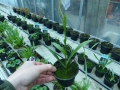 Bild 4 von Spiranthes cernua   Herbstdrehwurz Solitärpflanze