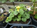 Viola biflora  Gelbes Bergveilchen,zweiblütiges Veichen, gelbes Veilchen