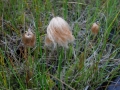 Bild 2 von Eriophorum russeoleum, russisches Wollgras