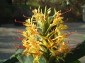 Bild 3 von Hedychium gardnerianum   Kahili Ingwer   Schmetterlingsingwer