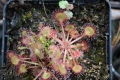 Bild 5 von Drosera rotundifolia, rundblättriger Sonnentau