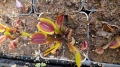 Dionaea muscipula rote Sorte, Venusfliegenfalle