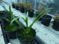 Bild 5 von Spiranthes cernua   Herbstdrehwurz Solitärpflanze