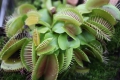 Bild 8 von Dionaea muscipula, Venusfliegenfalle