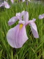 Iris laevigata Rose Queen  Sumpfiris
