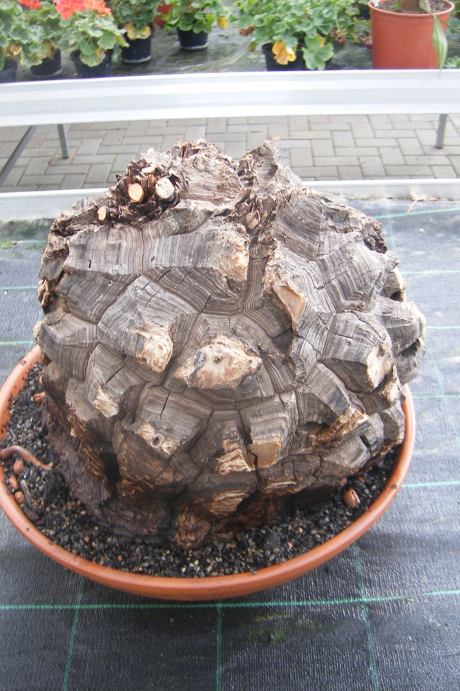 Bild 1 von Schildkrötenpflanze Dioscorea elephantipes 2-5 cm Anfängerpflanze zum ausprobieren