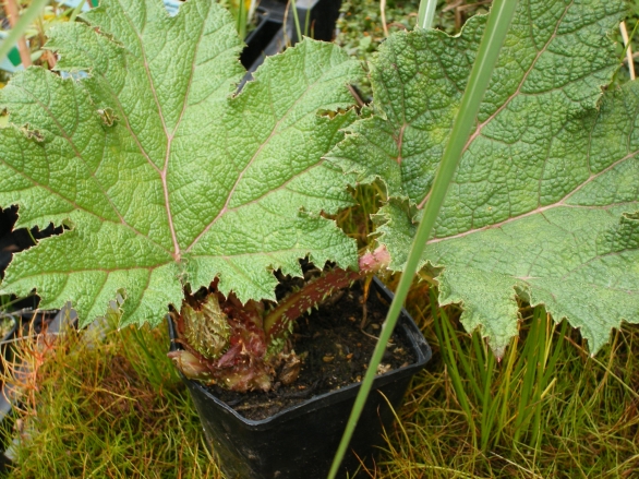 Bild 1 von Gunnera manicata Riesenblatt Mammutblatt Solitär  Nur an Selbstabholer --Keine Lieferung möglich-- 