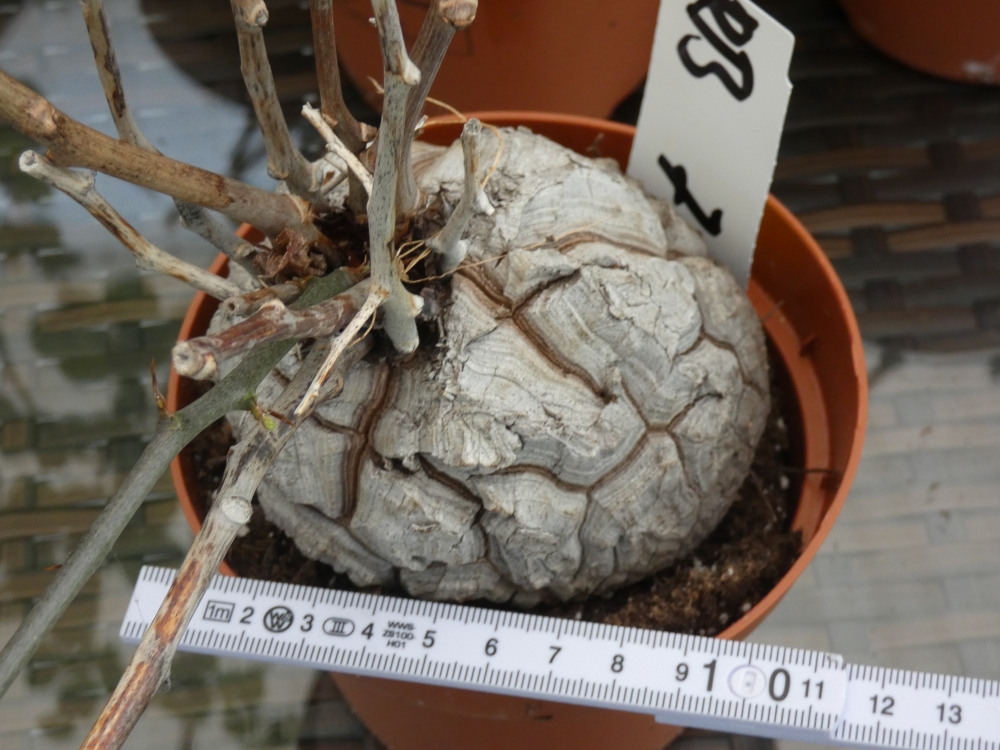 Bild 1 von Schildkrötenpflanze Dioscorea elephantipes RB7