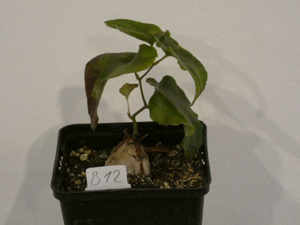 Bild 1 von Schildkrötenpflanze Dioscorea elephantipes B12