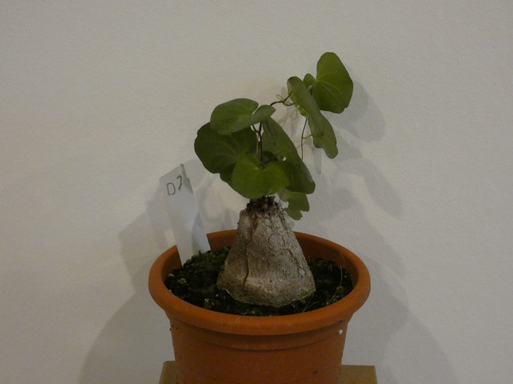 Bild 1 von Schildkrötenpflanze Dioscorea elephantipes D7