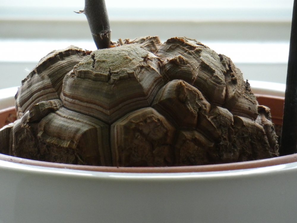 Bild 1 von Schildkrötenpflanze Dioscorea elephantipes 2-5 cm Anfängerpflanze zum ausprobieren