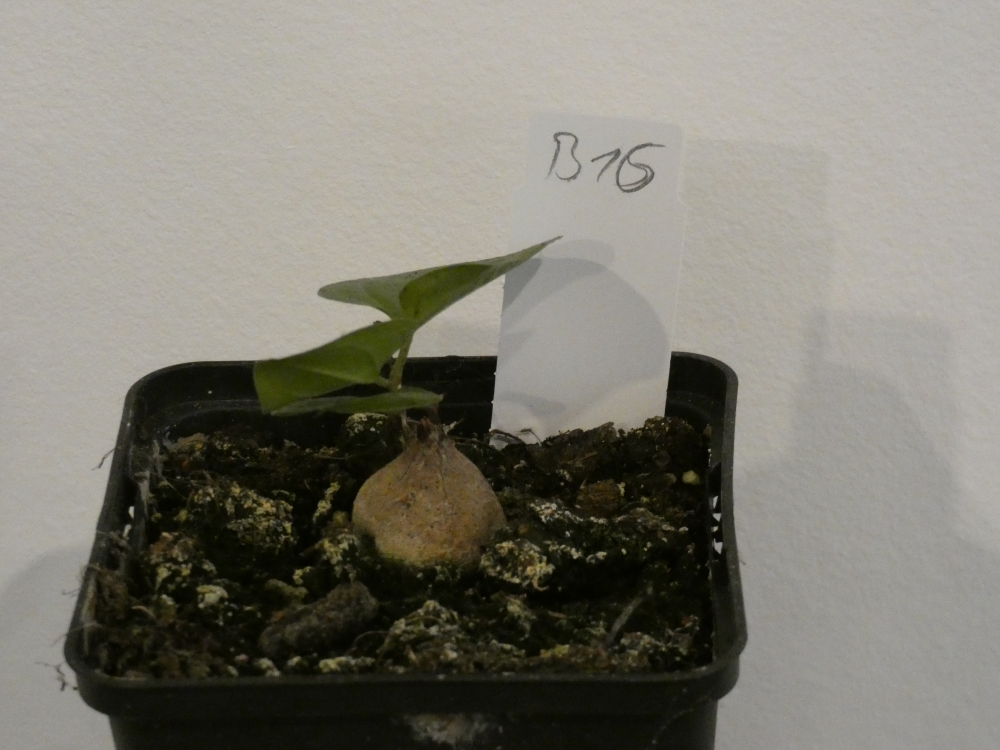 Bild 1 von Schildkrötenpflanze Dioscorea elephantipes B16