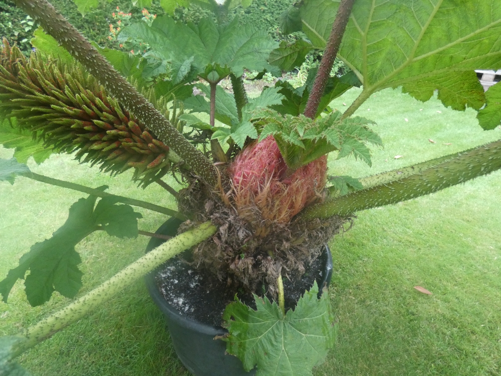 Bild 1 von Gunnera manicata Riesenblatt Mammutblatt Solitär  Nur an Selbstabholer --Keine Lieferung möglich-- 