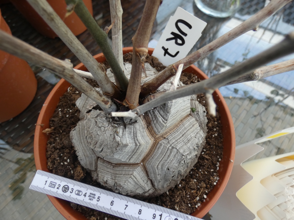 Bild 1 von Schildkrötenpflanze Dioscorea elephantipes UR7