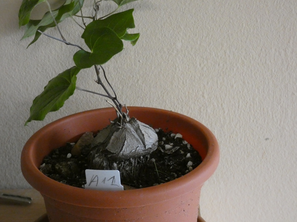 Bild 1 von Schildkrötenpflanze Dioscorea sylvatica A12