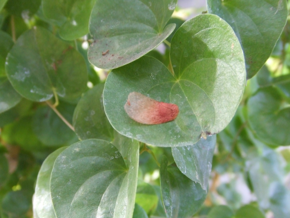 Bild 1 von Schildkrötenpflanze Dioscorea elephantipes 2-5 cm Anfängerpflanze zum ausprobieren