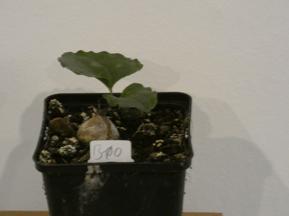 Bild 1 von Schildkrötenpflanze Dioscorea elephantipes B10