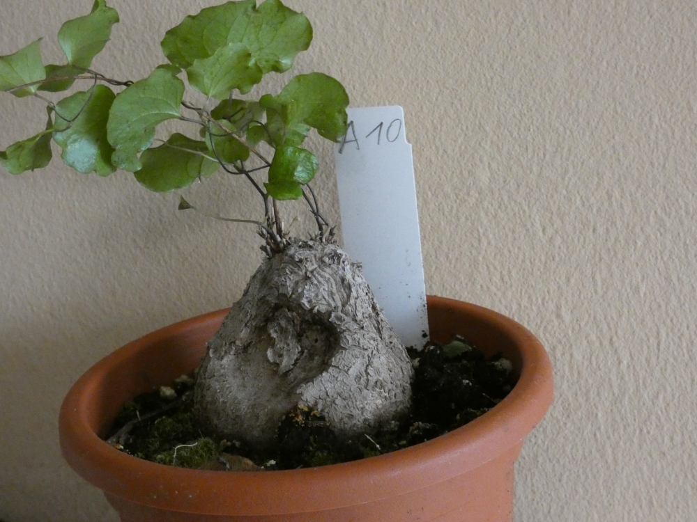 Bild 1 von Schildkrötenpflanze Dioscorea elephantipes A10