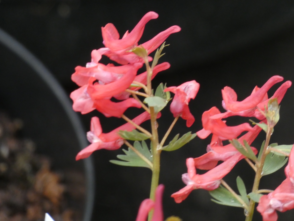 Bild 1 von Cordyalis solida Roter Lerchensporn 