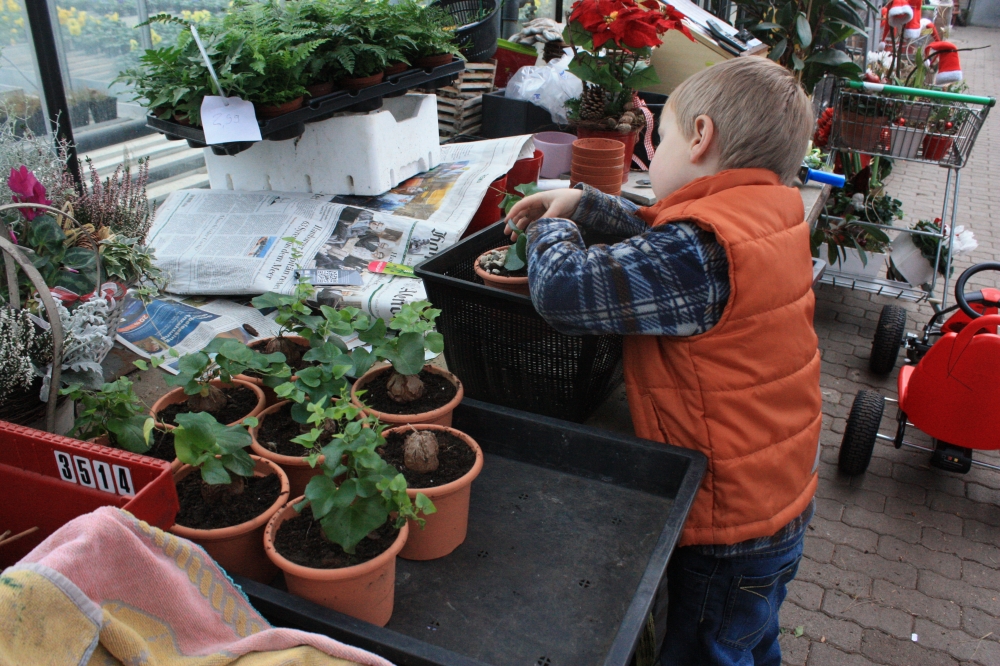 Bild 1 von Schildkrötenpflanze Dioscorea elephantipes 2-5 cm Anfängerpflanze zum ausprobieren