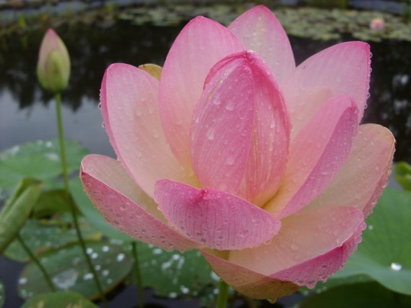 Bild 1 von Lotus Nelumbo nucifera rosea