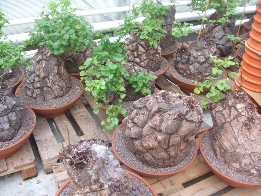 Bild 1 von Schildkrötenpflanze Dioscorea elephantipes 2-5 cm Anfängerpflanze zum ausprobieren