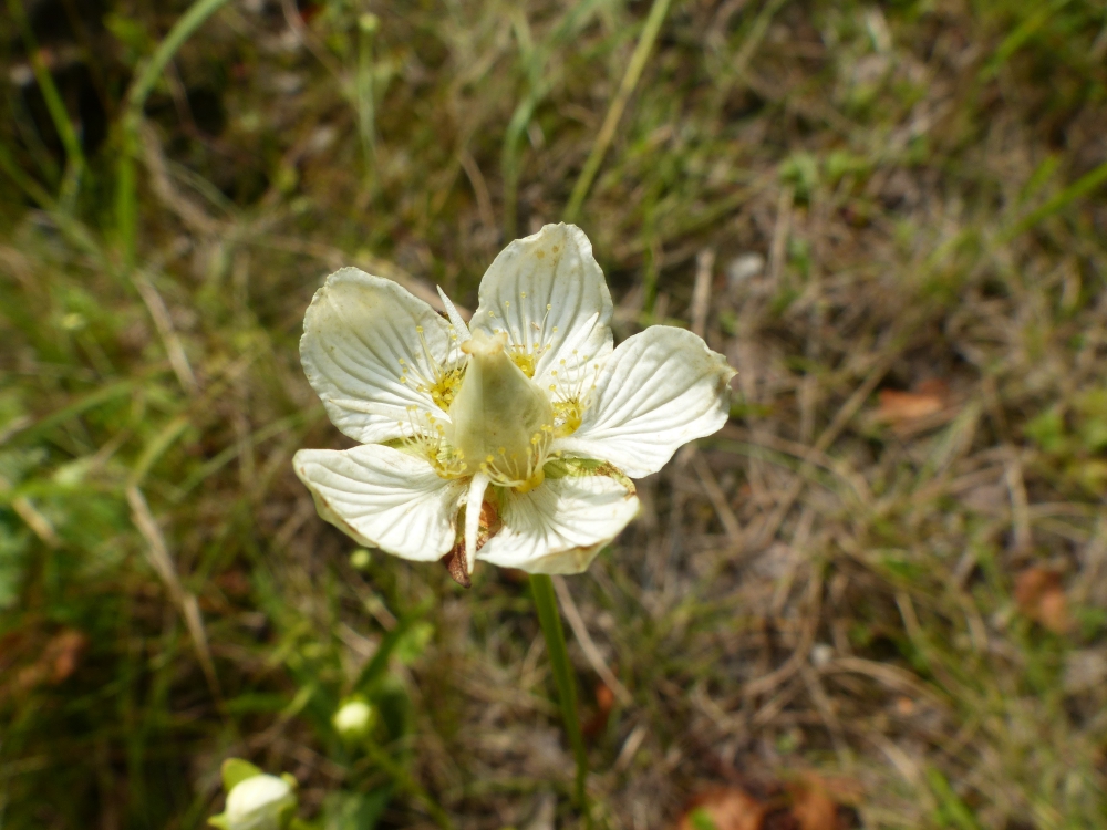 Bild 1 von Parnassia palustris, Sumpfherzblatt