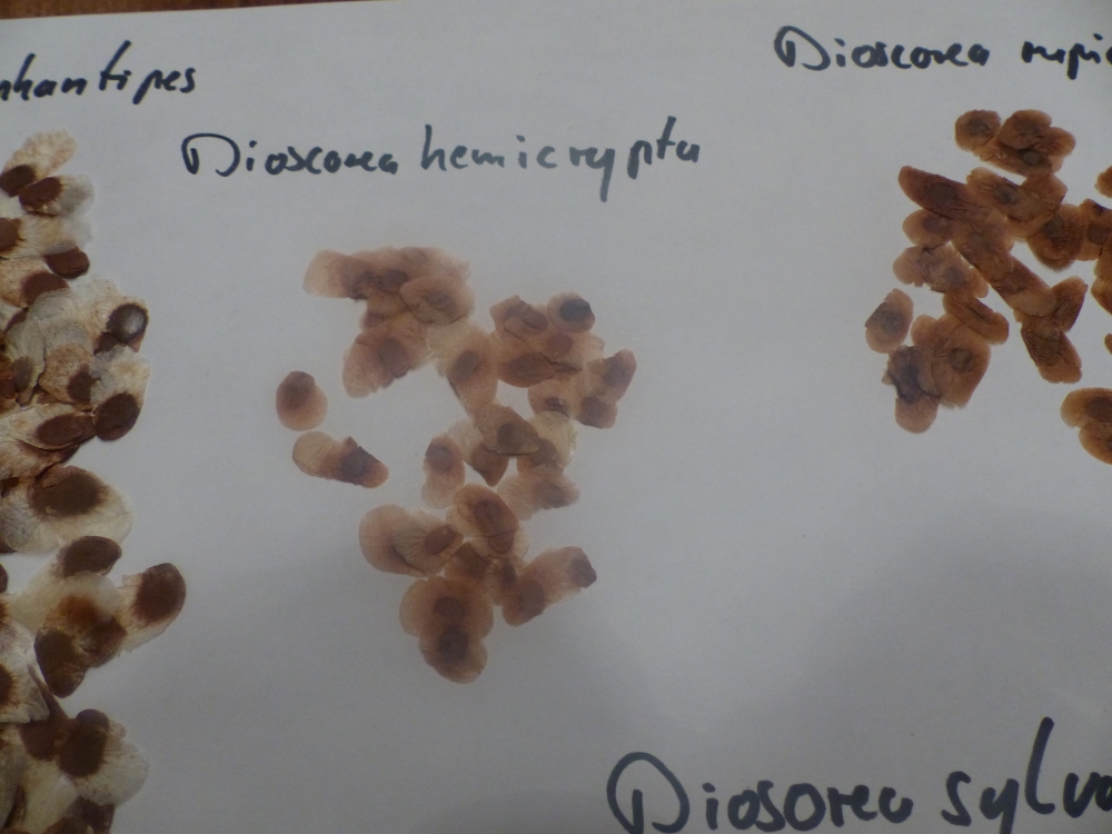 Bild 1 von Schildkrötenpflanze Dioscorea elephantipes 2-5 cm Anfängerpflanze zum ausprobieren