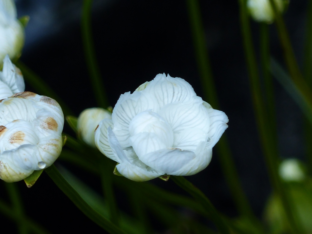 Bild 1 von Parnassia palustris, gefüllte Form,  Sumpfherzblatt