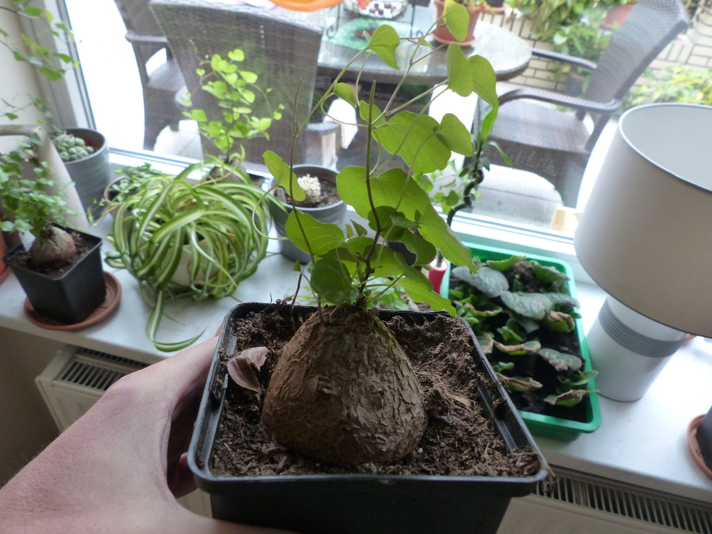 Bild 1 von Schildkrötenpflanze Dioscorea elephantipes 2-5 cm Anfängerpflanze zum ausprobieren