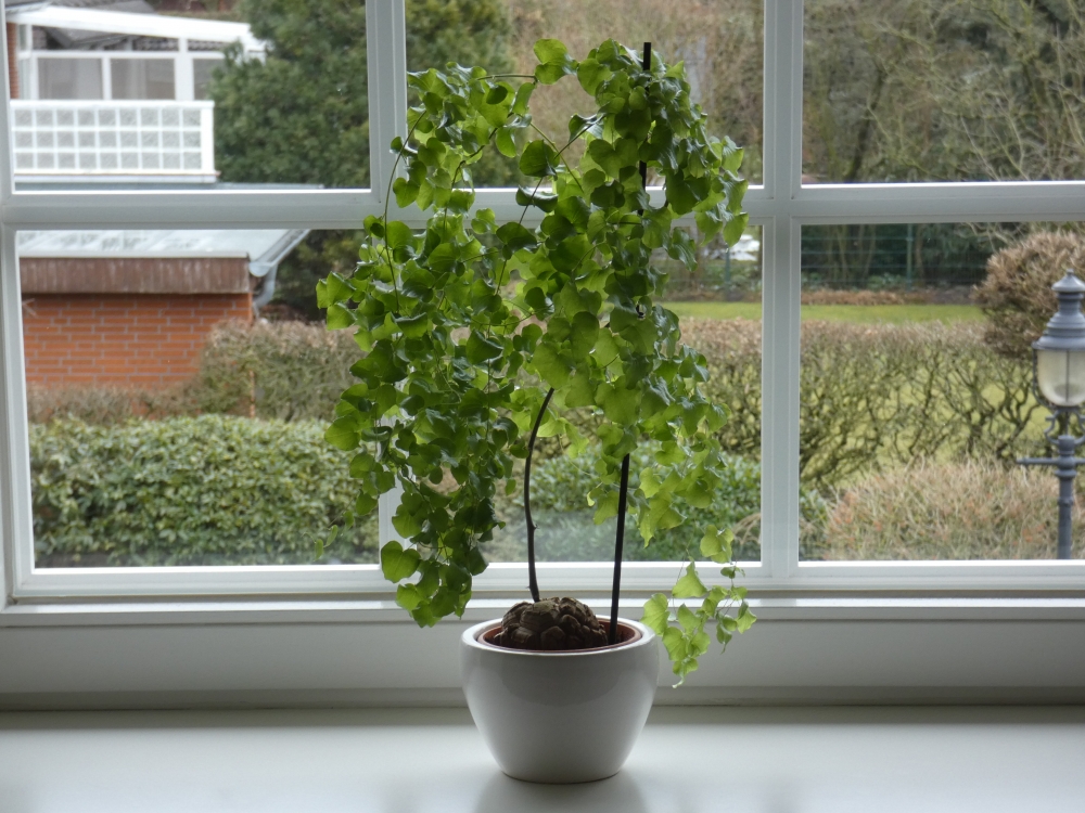 Bild 1 von Schildkrötenpflanze Dioscorea elephantipes 2-5 cm Anfängerpflanze zum ausprobieren