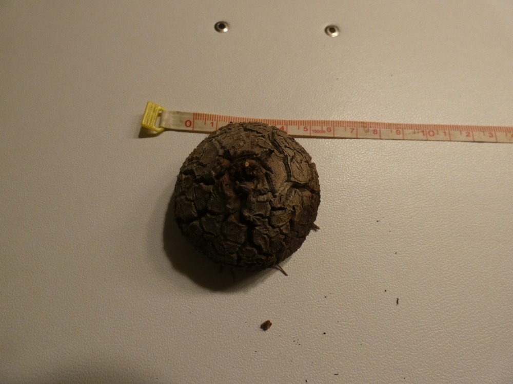 Bild 1 von Schildkrötenpflanze Dioscorea elephantipes 5-6 cm