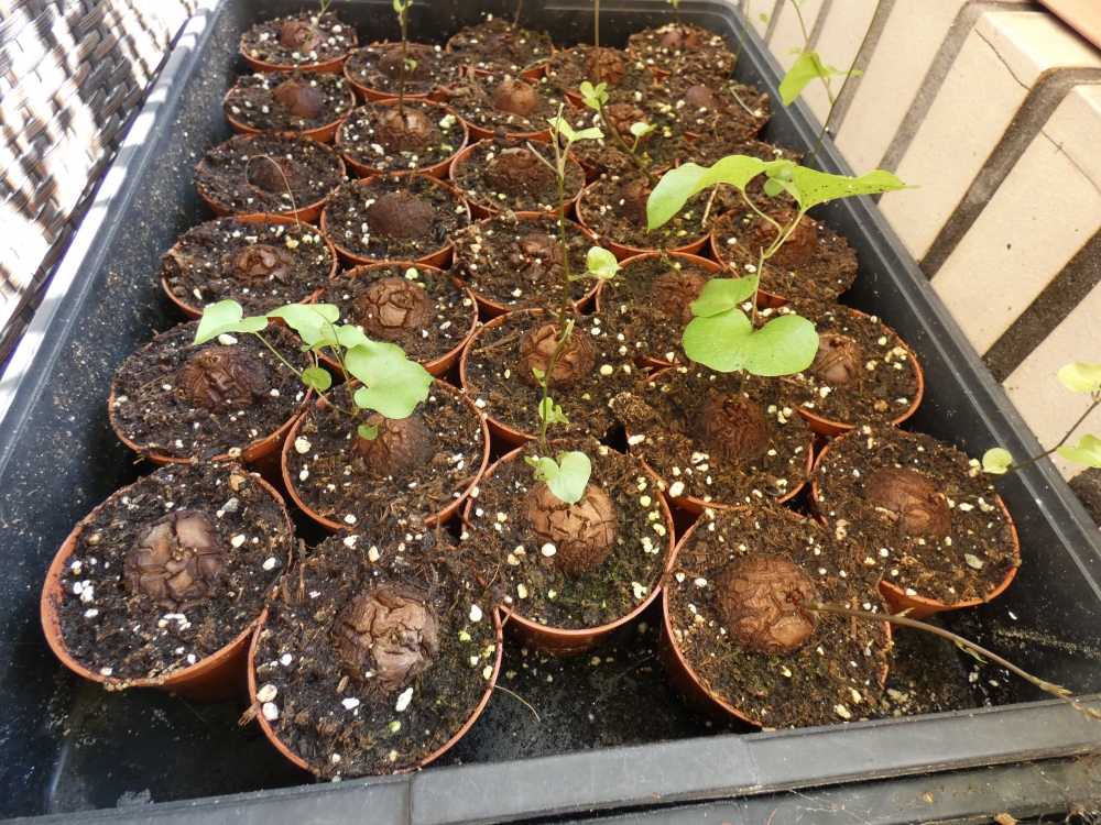 Bild 1 von Schildkrötenpflanze Dioscorea elephantipes 2-5 cm Anfängerpflanze zum ausprobieren