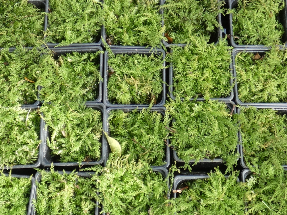 Bild 1 von Mnium hornum Schwanenhals-Sternmoos  Moospflanze