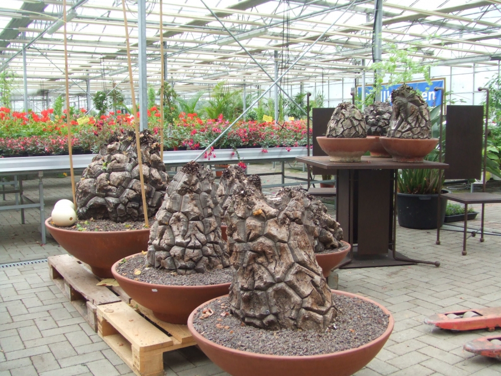 Bild 1 von Schildkrötenpflanze Dioscorea elephantipes 2-5 cm Anfängerpflanze zum ausprobieren