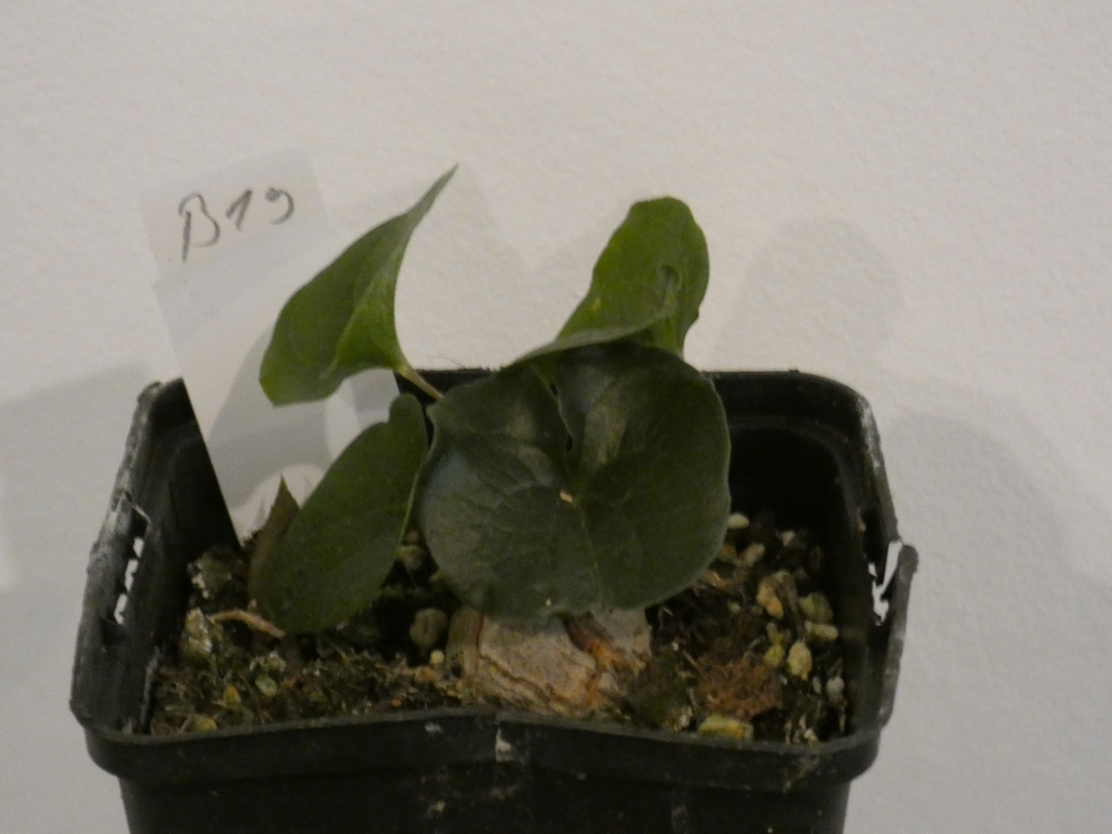 Bild 1 von Schildkrötenpflanze Dioscorea elephantipes B19
