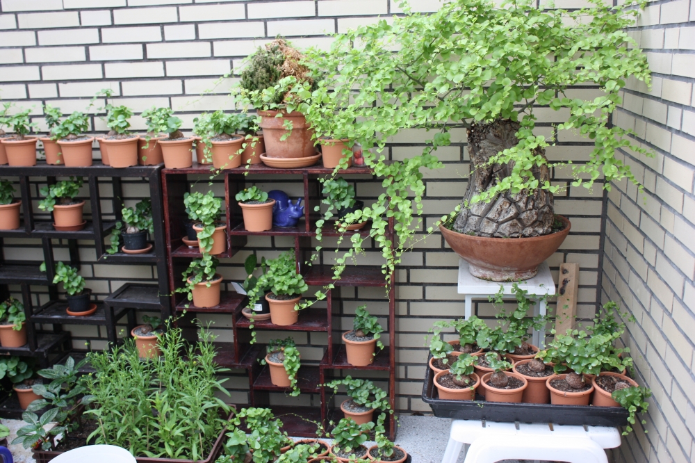 Bild 1 von Schildkrötenpflanze Dioscorea elephantipes 2-5 cm Anfängerpflanze zum ausprobieren