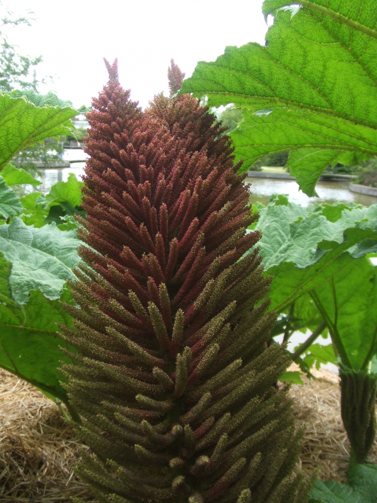 Bild 1 von Gunnera manicata Riesenblatt Mammutblatt Solitär  Nur an Selbstabholer --Keine Lieferung möglich-- 