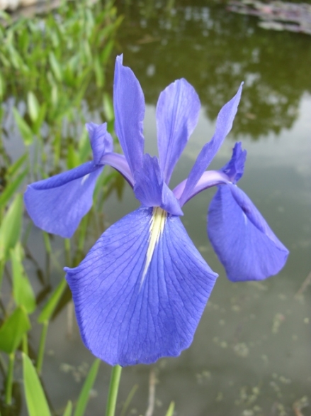 Bild 1 von Iris laevigata, blaue Sumpfiris