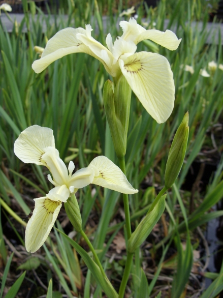 Bild 1 von Iris pseudacorus alba  Sumpfschwertlilie