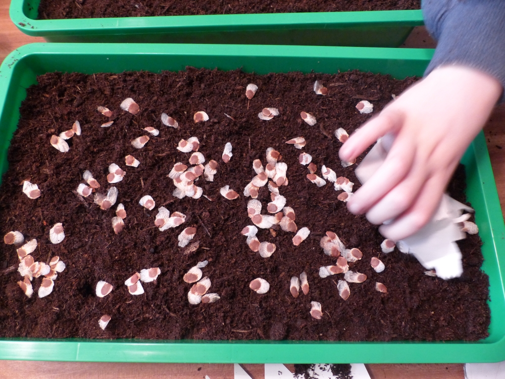 Bild 1 von Schildkrötenpflanze Dioscorea elephantipes 2-5 cm Anfängerpflanze zum ausprobieren