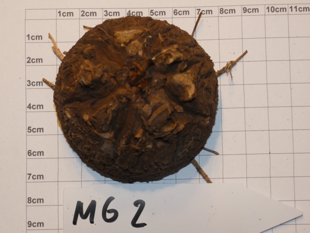 Bild 1 von Schildkrötenpflanze Dioscorea elephantipes  MG2