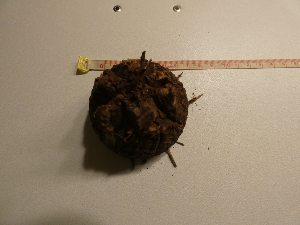Bild 1 von Schildkrötenpflanze Dioscorea elephantipes 6-7 cm