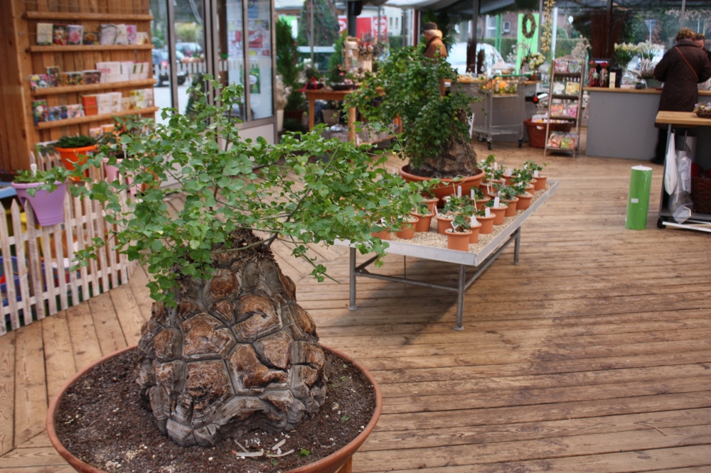 Bild 1 von Schildkrötenpflanze Dioscorea elephantipes 2-5 cm Anfängerpflanze zum ausprobieren