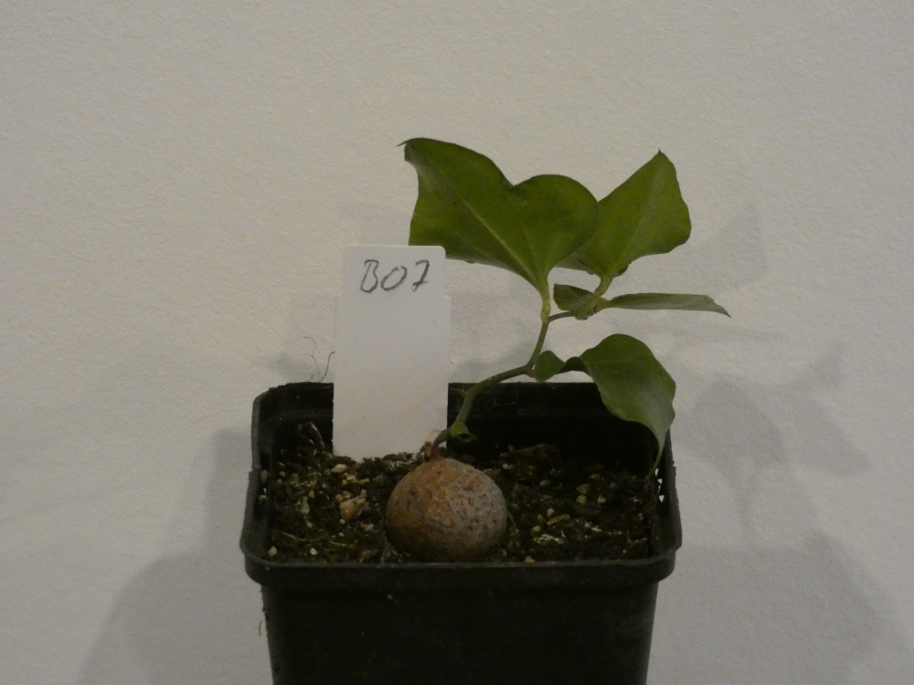 Bild 1 von Schildkrötenpflanze Dioscorea elephantipes B07